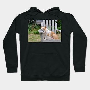 Bulldog Hoodie